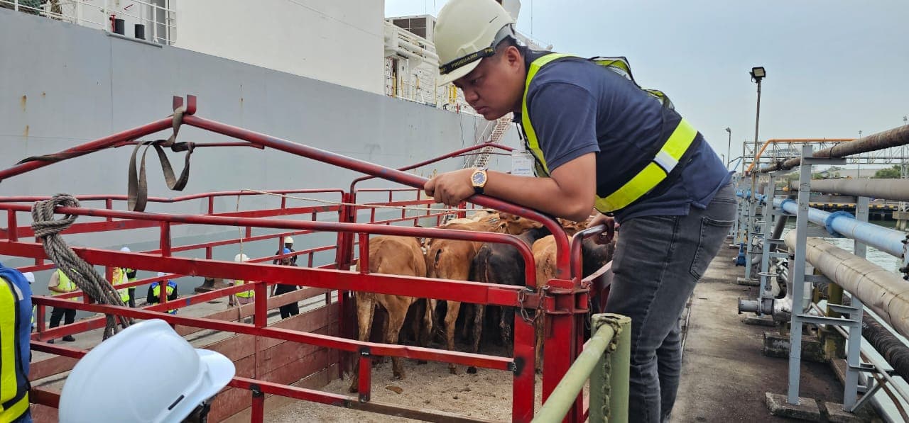 ZML export operations