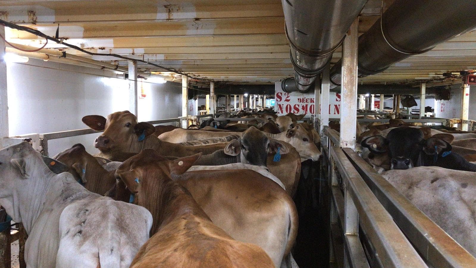 Livestock export operations