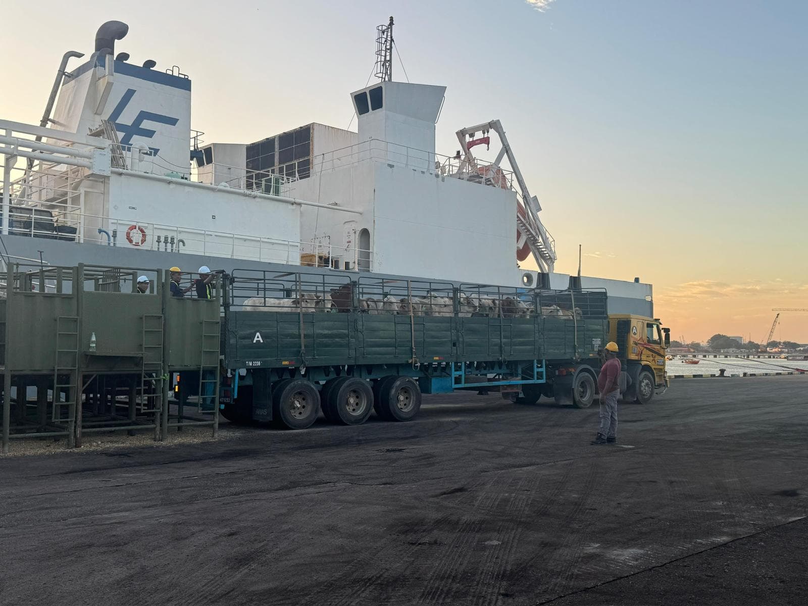 ZML livestock export operations