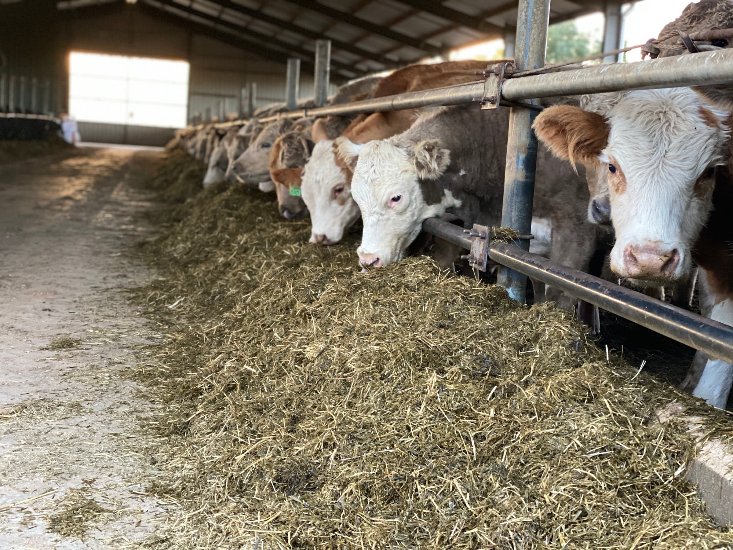 Animal Welfare