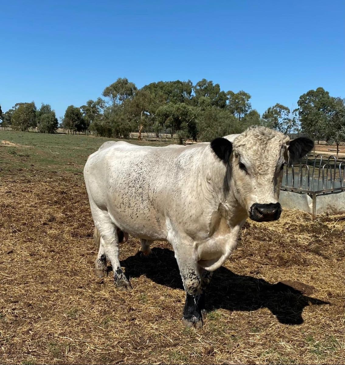 Beef Cattle photo 13