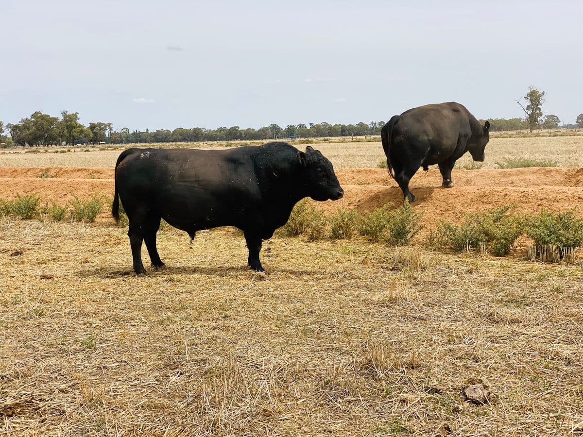 Beef Cattle photo 3
