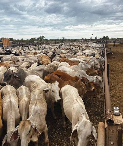 High Grade Brahman breeding cattle in the yards, Northern Australia