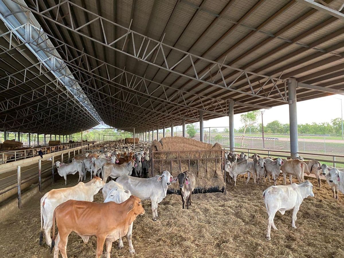 Brahman Cattle photo 9