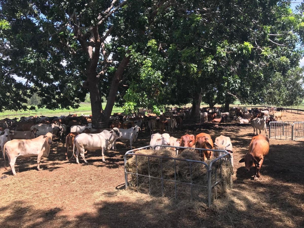 Brahman Cattle photo 11