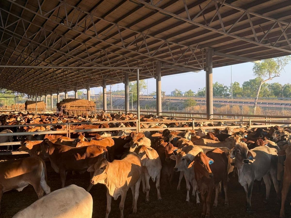 Brahman Cattle photo 13