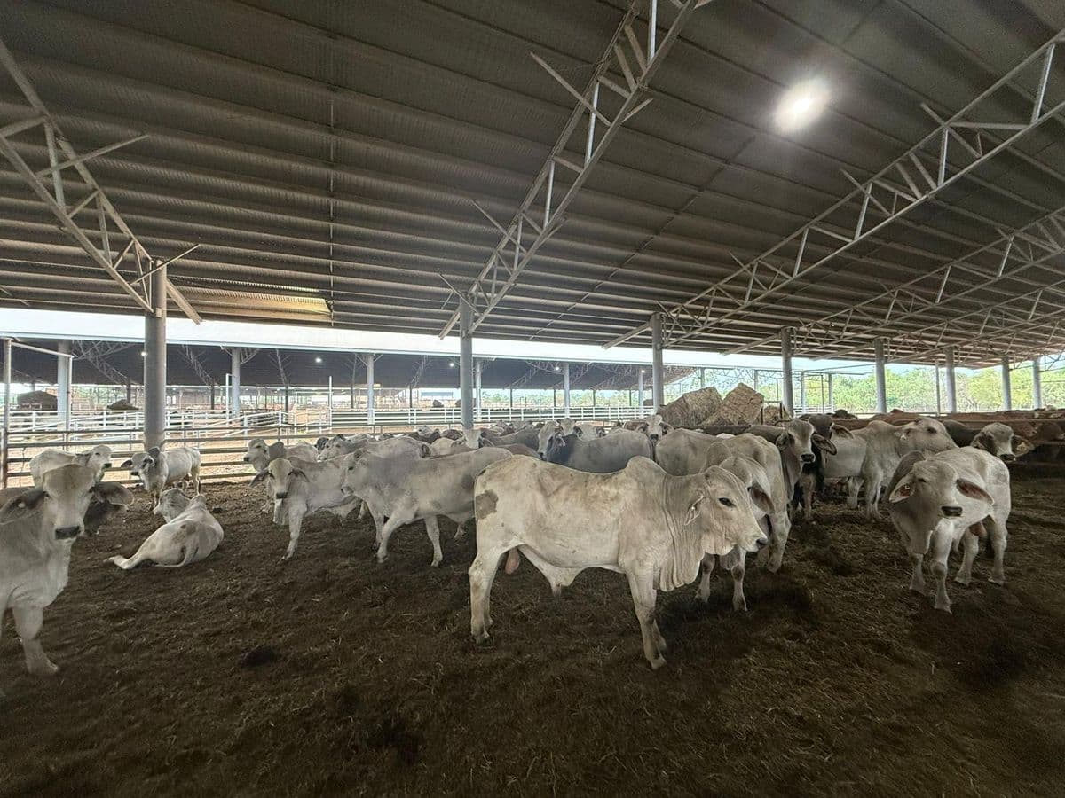 Brahman Cattle photo 14
