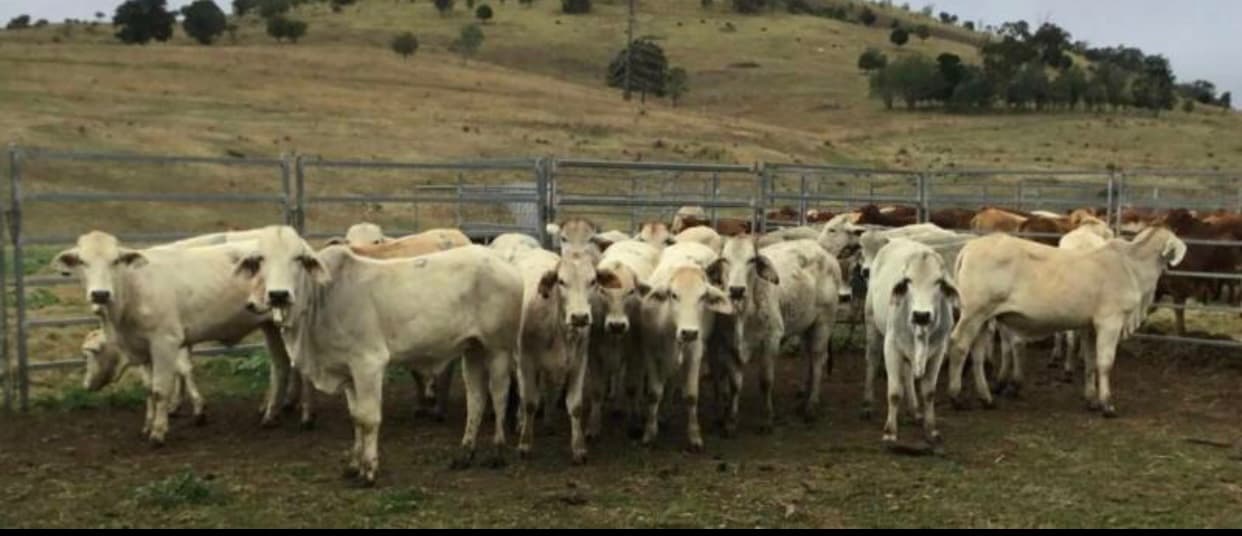 Brahman Cattle photo 2