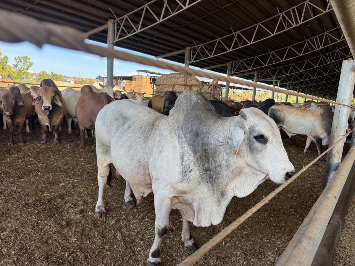 Brahman Cattle photo 6
