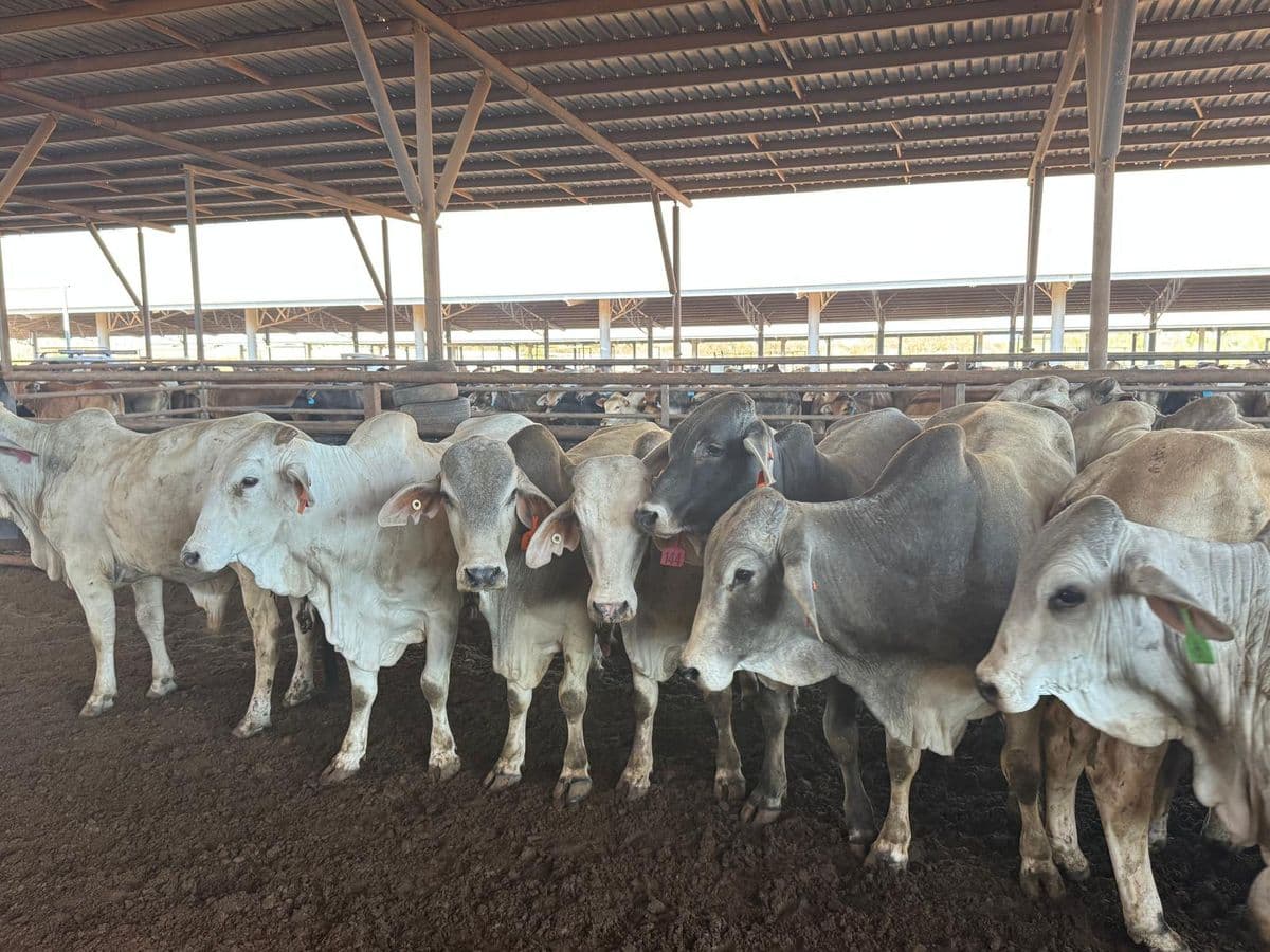 Brahman Cattle photo 7