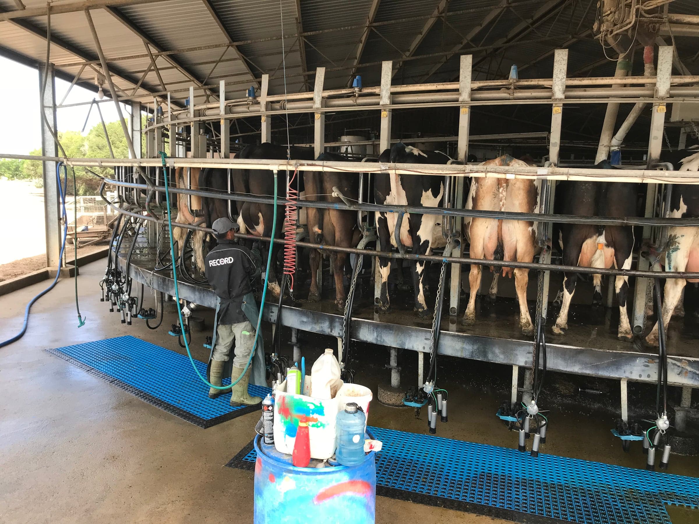 Dairy Cattle