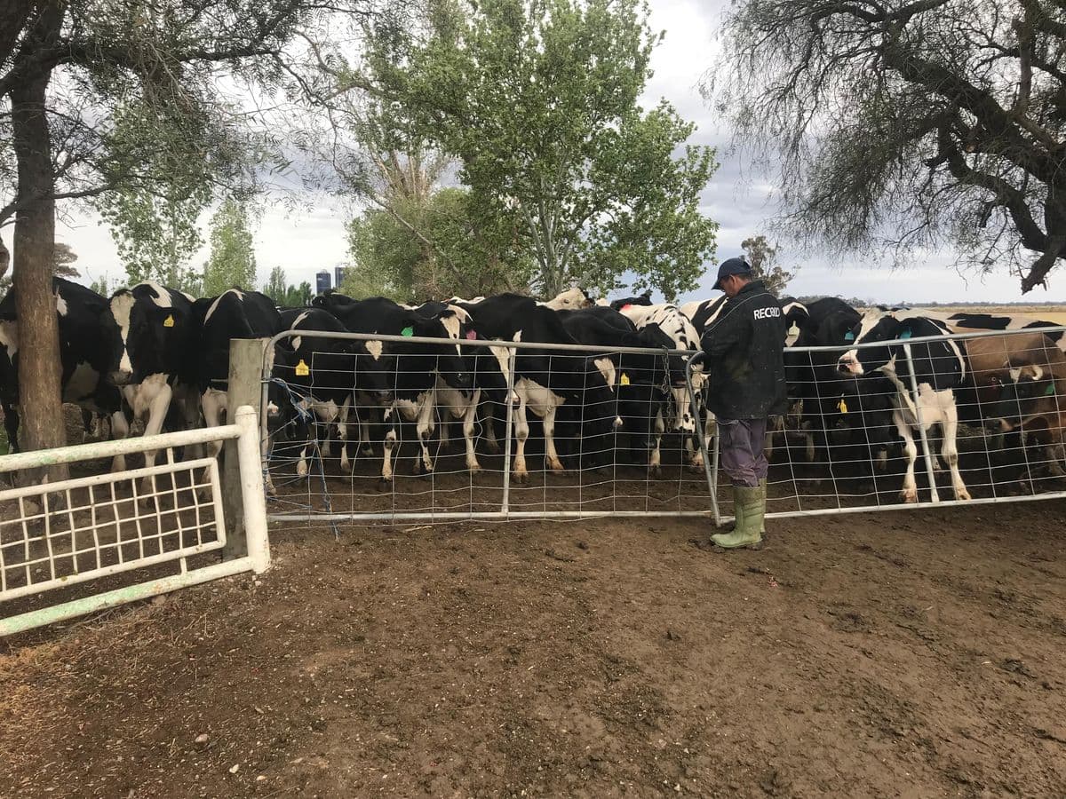 Dairy Cattle photo 10