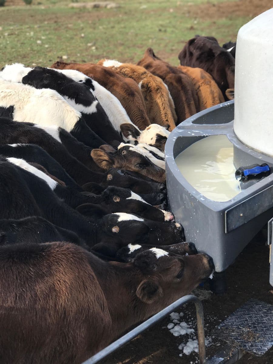 Dairy Cattle photo 11