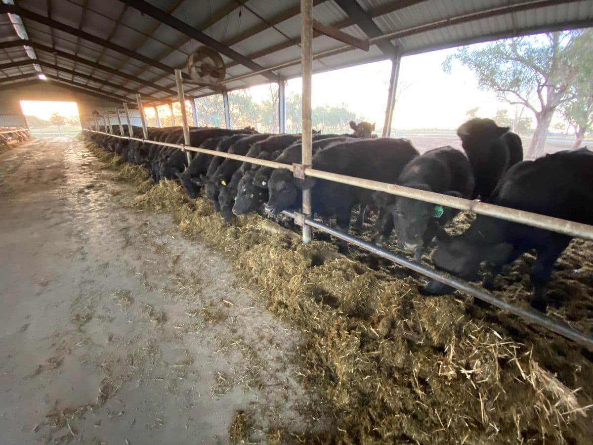 Feeder Cattle photo 12