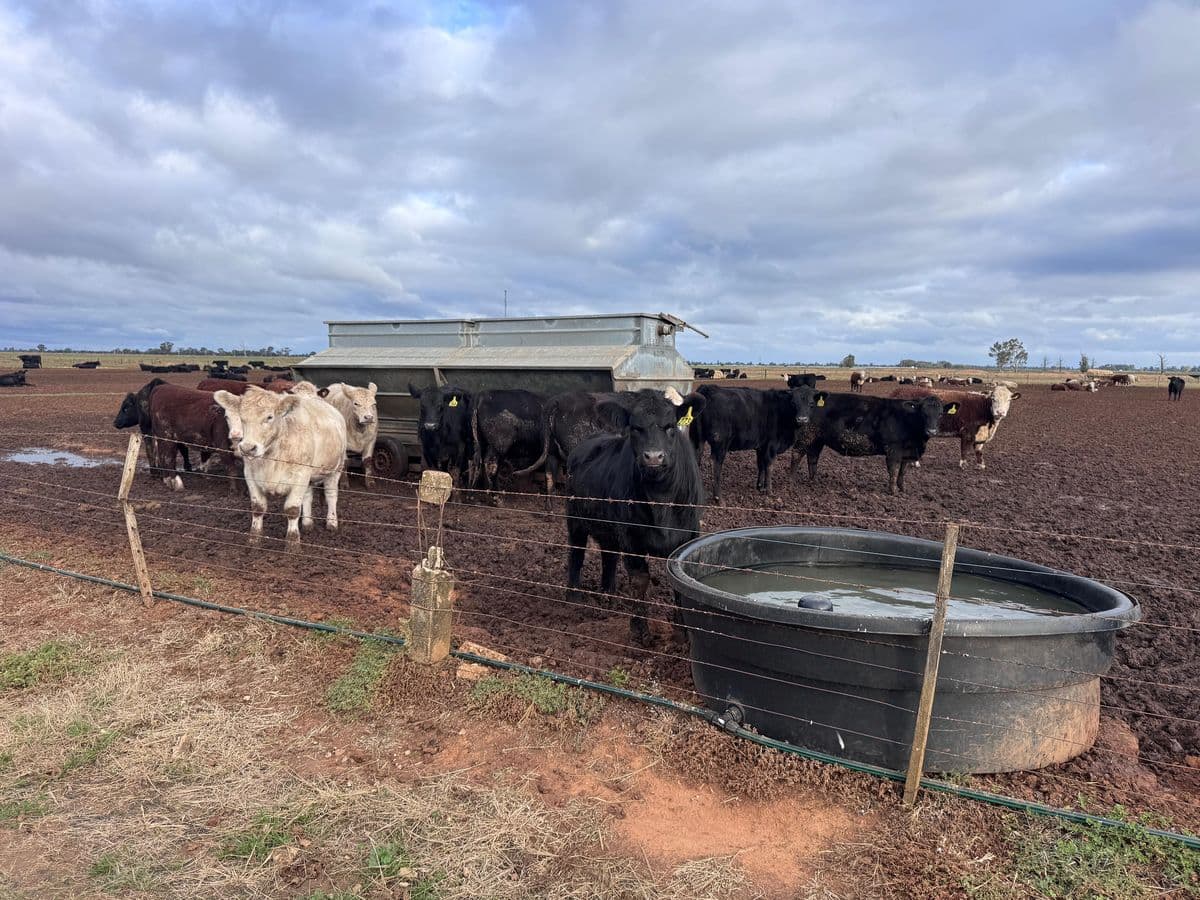 Feeder Cattle photo 6