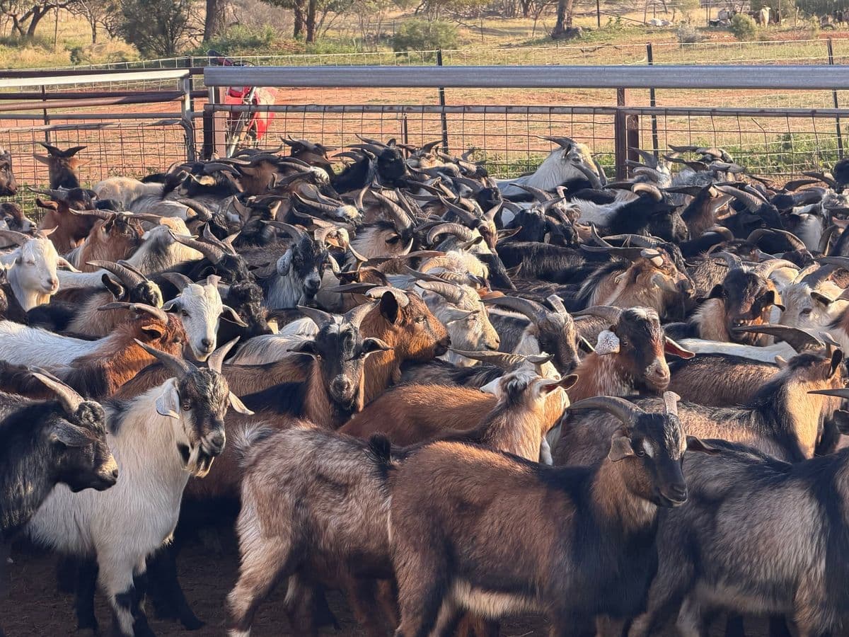 Goats photo 2