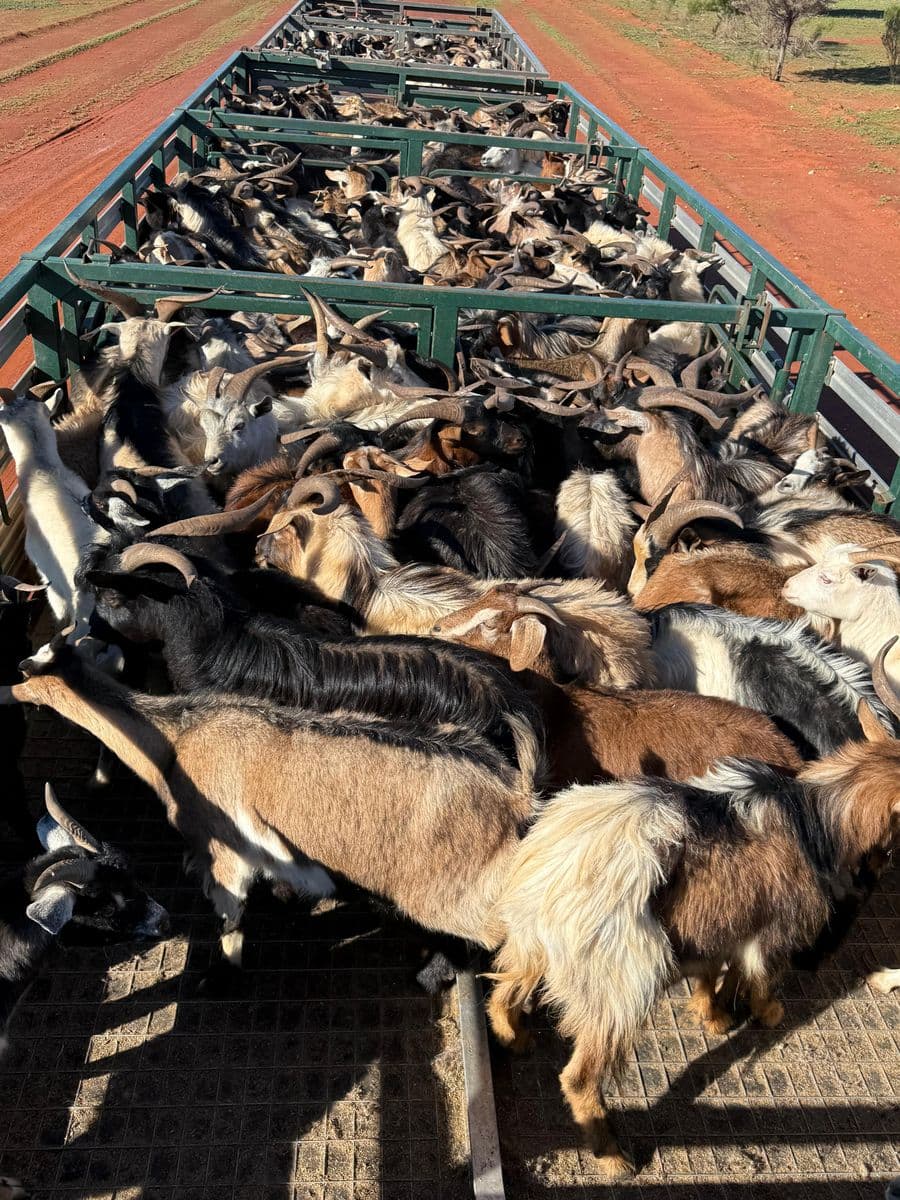 Goats photo 5