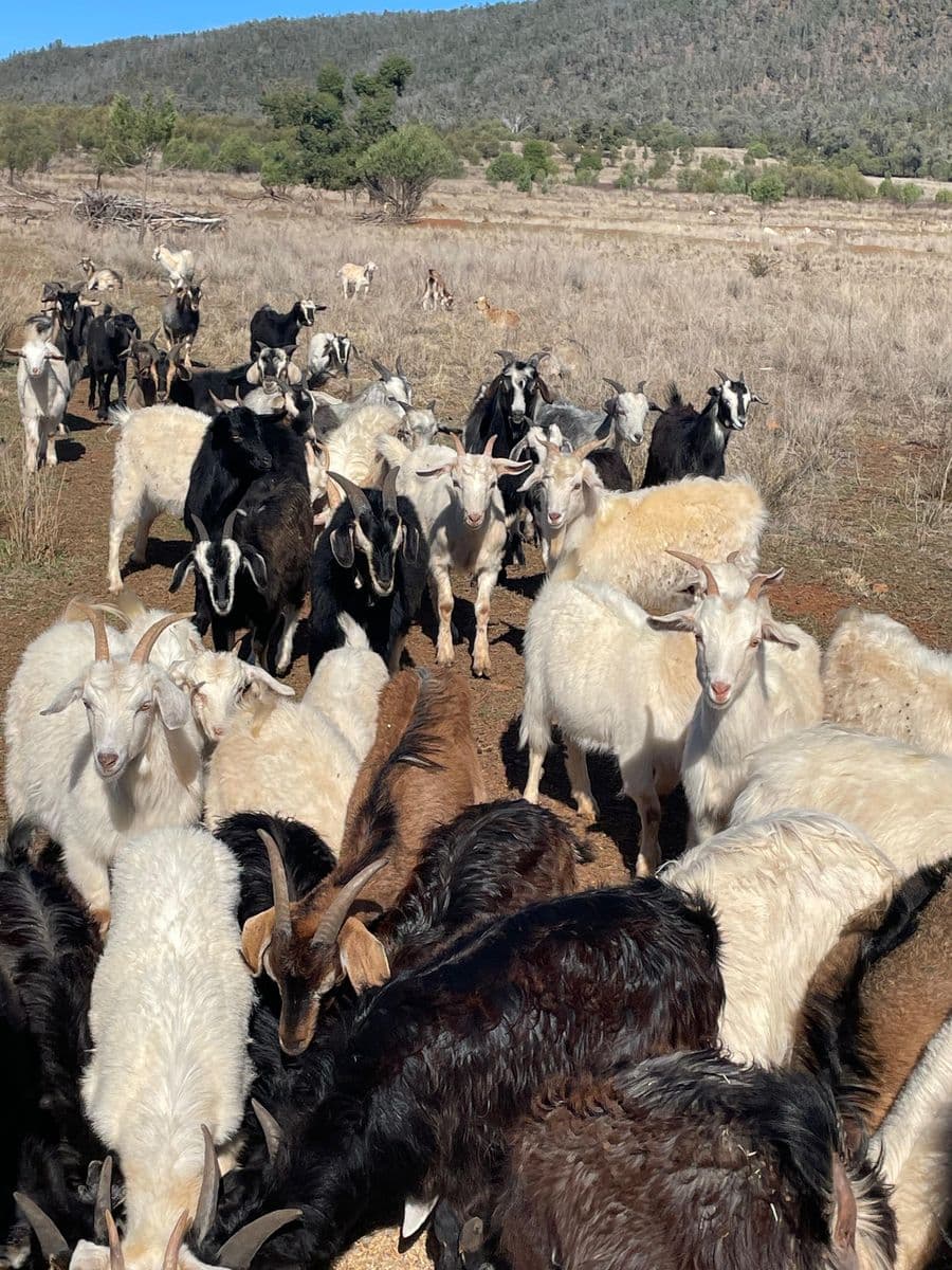 Goats photo 7