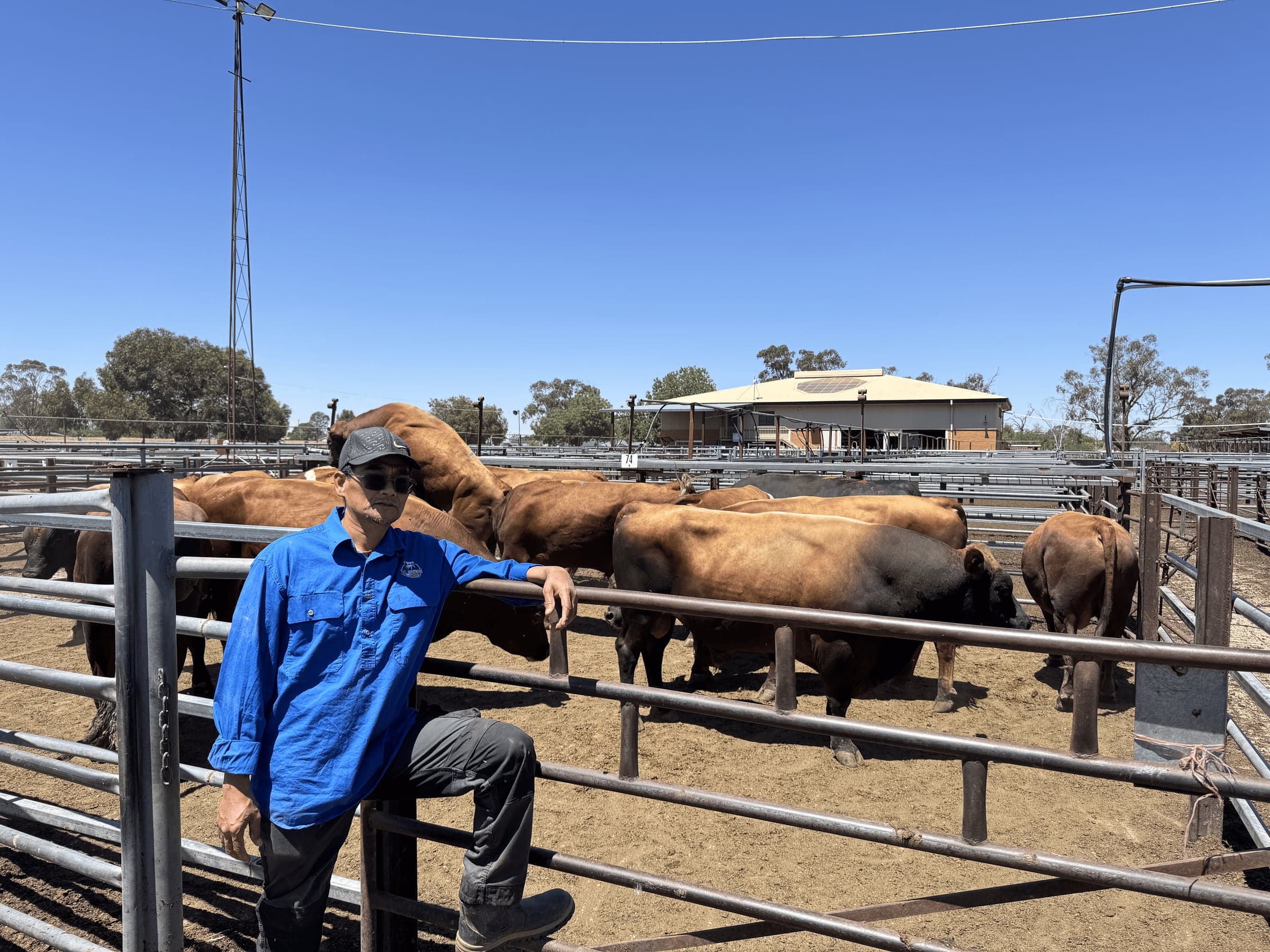 Livestock in the yards, ready for export