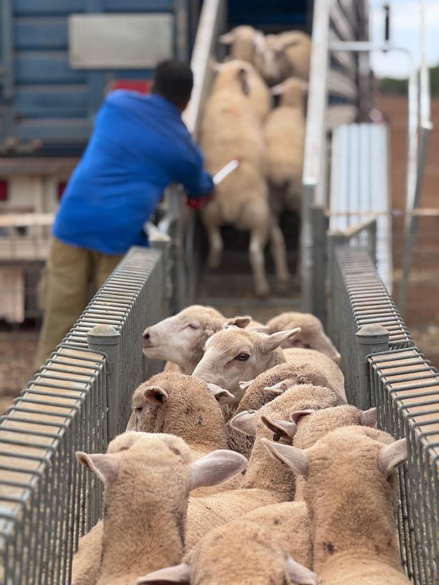 Livestock in feedlot