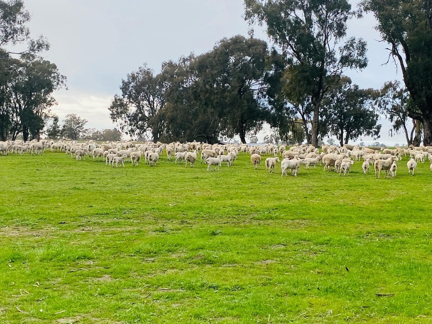 ZML Prime Stocks livestock export operations