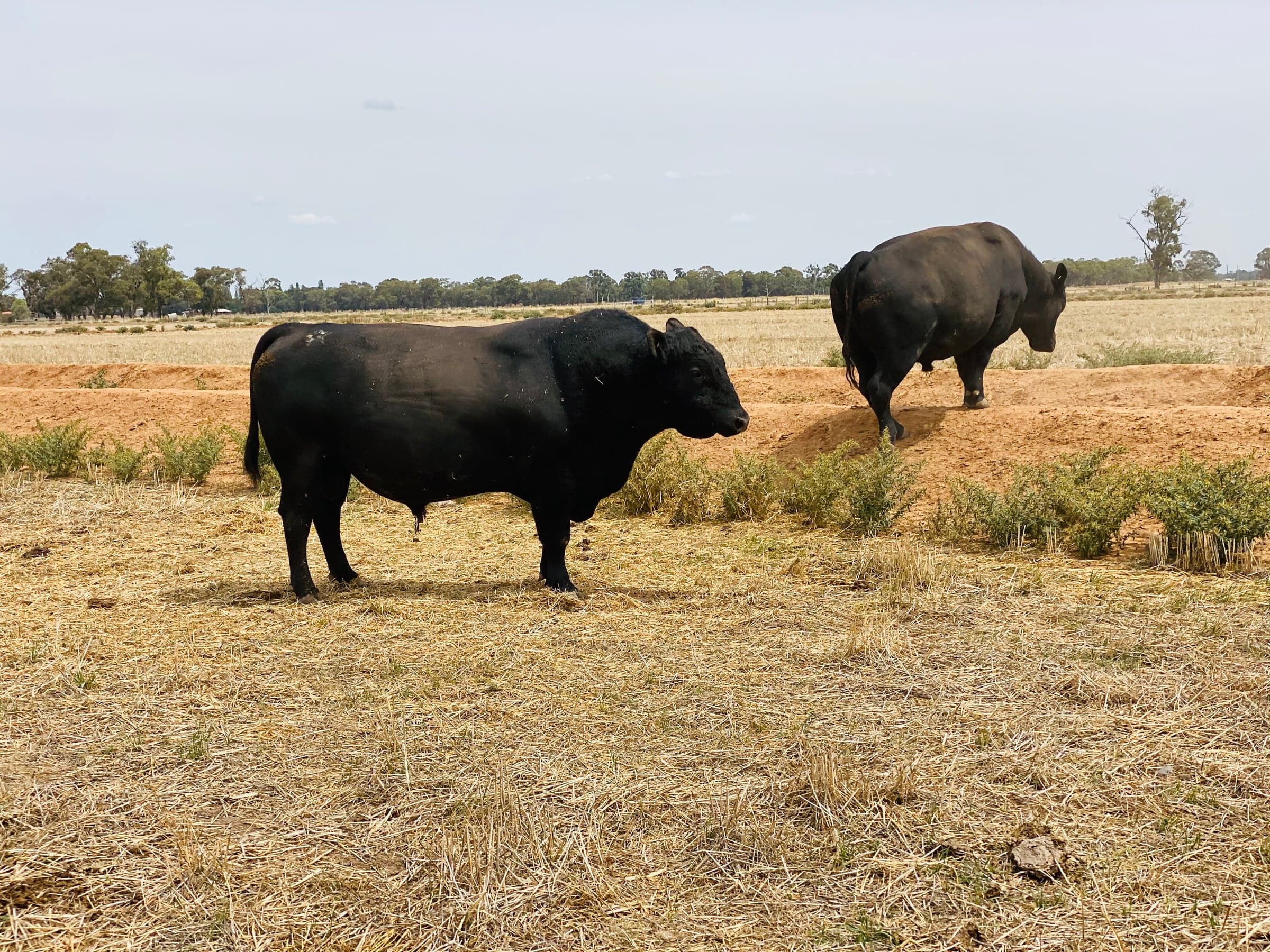 Beef Cattle photo 3