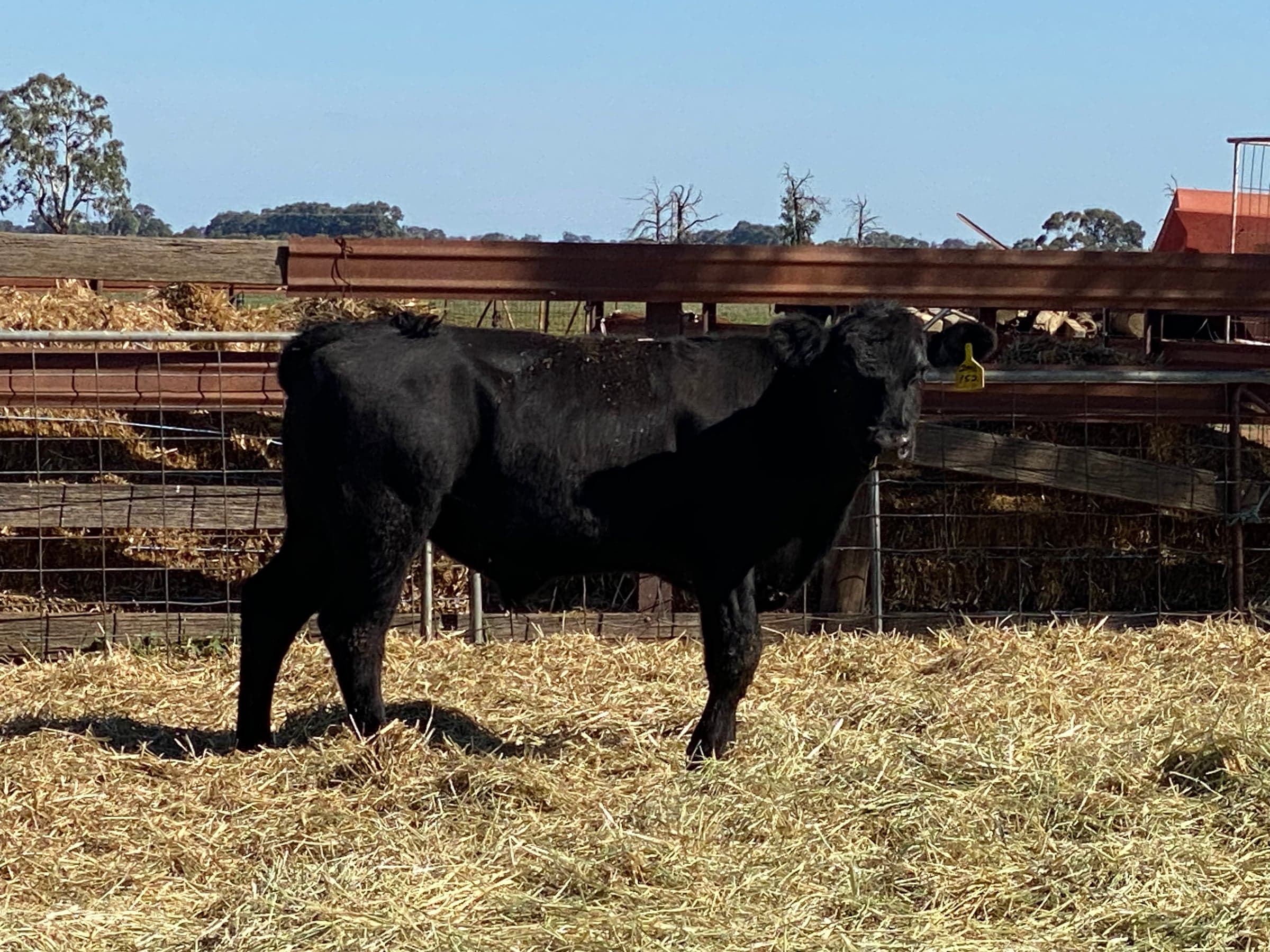 Beef Cattle