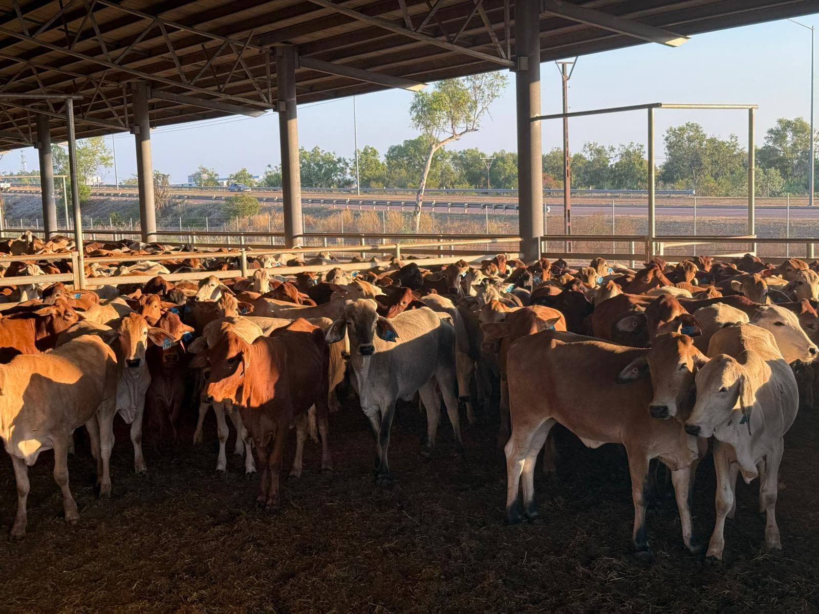 Brahman Cattle