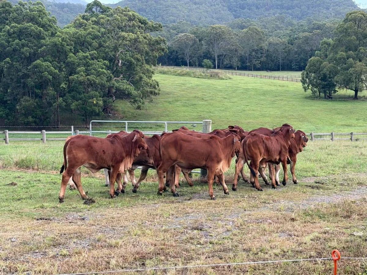 Brahman Cattle