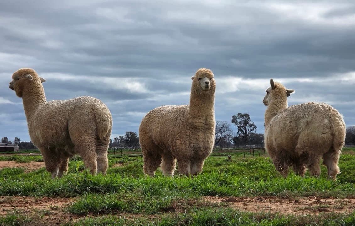 Camelids