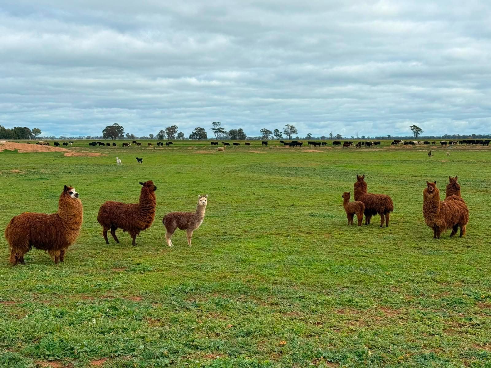 Camelids photo 2