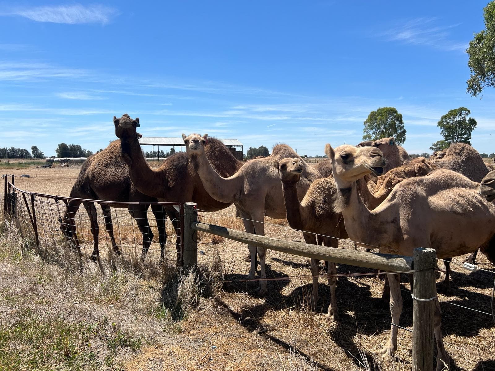 Camelids photo 3