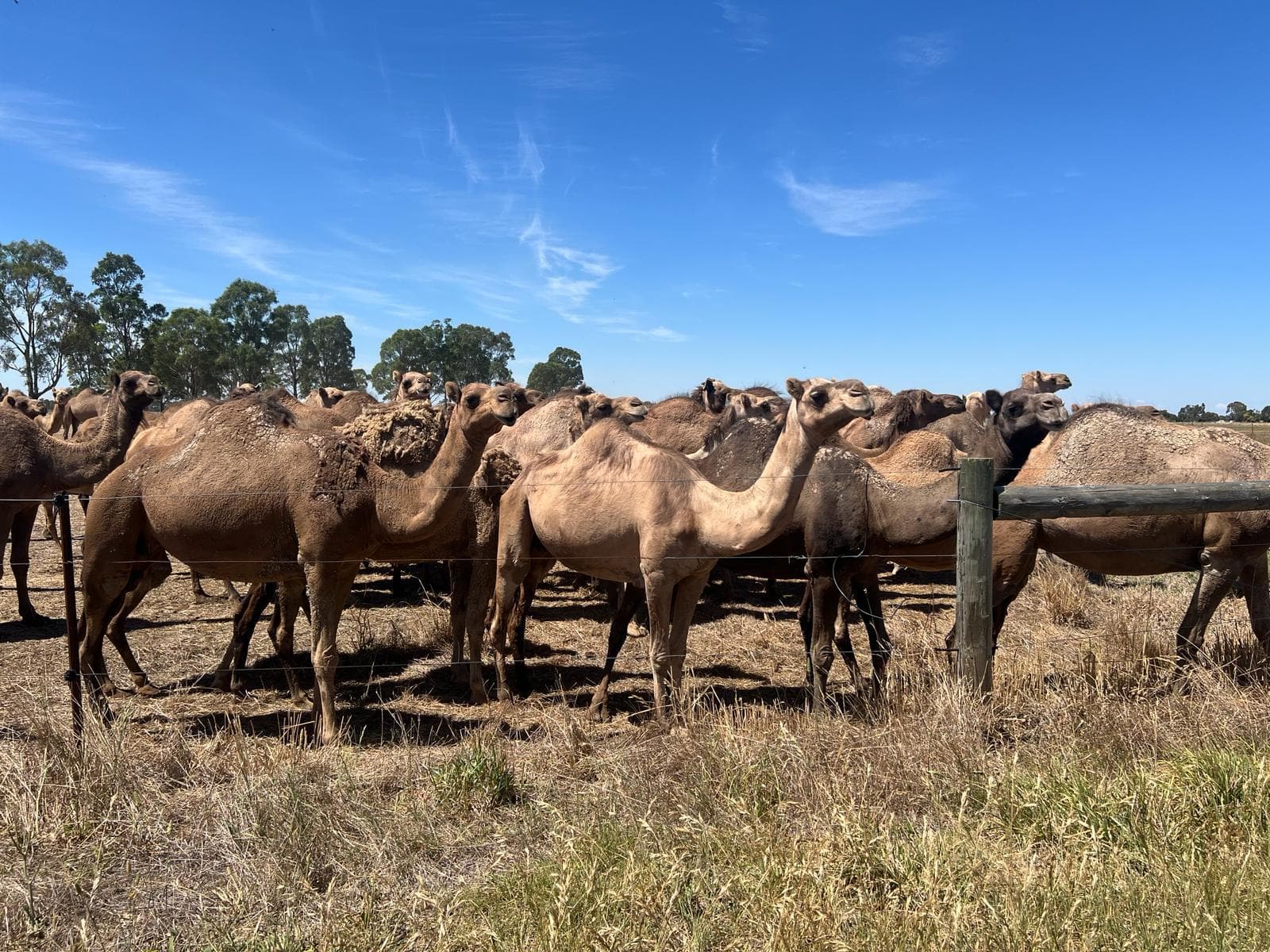 Camelids photo 4