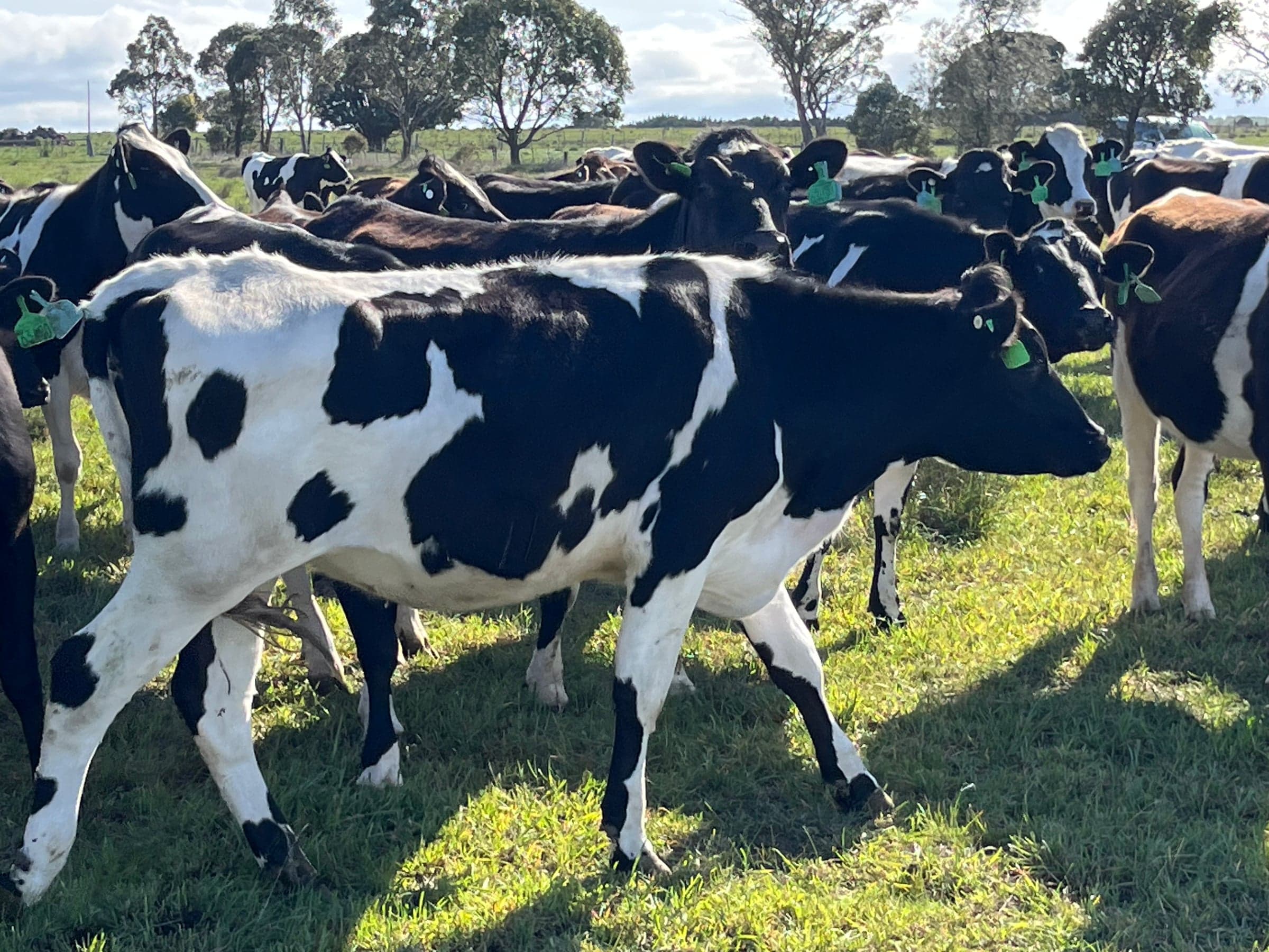 Dairy Cattle