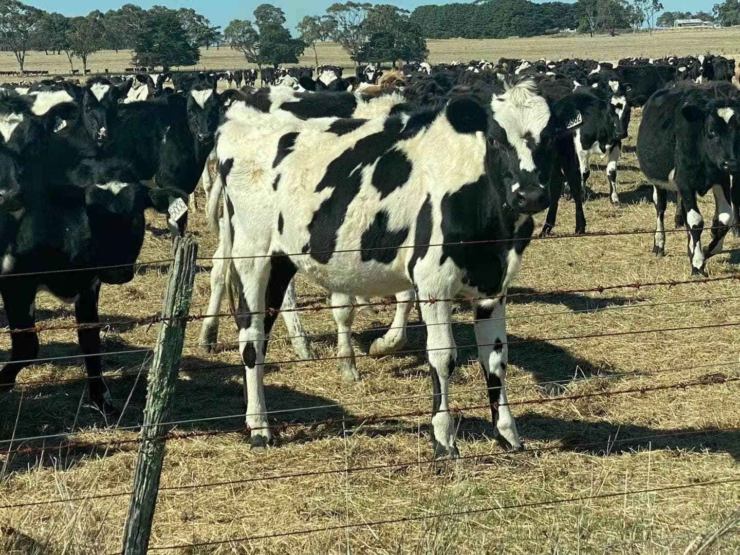 Dairy Cattle photo 3
