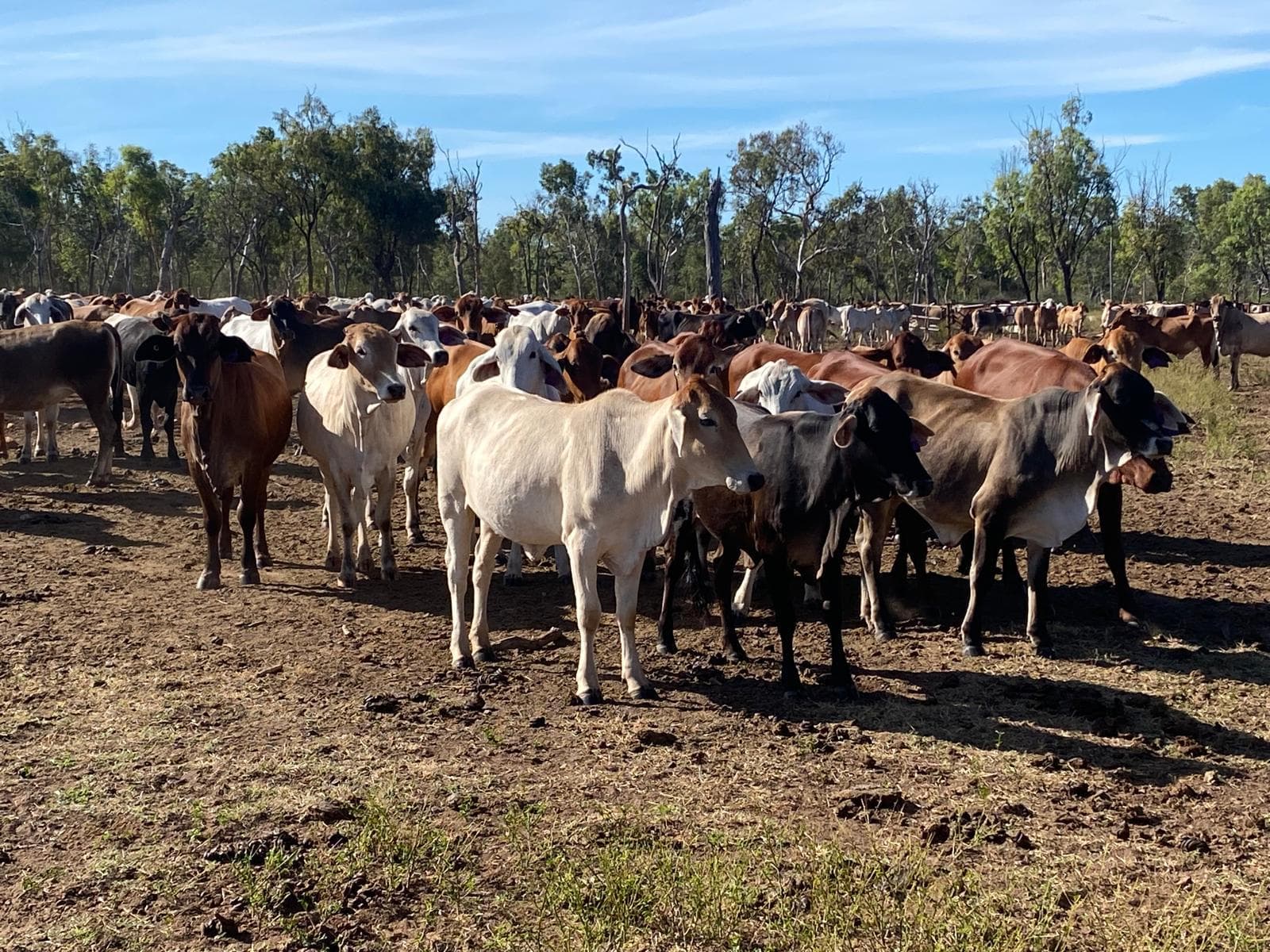 Feeder Cattle