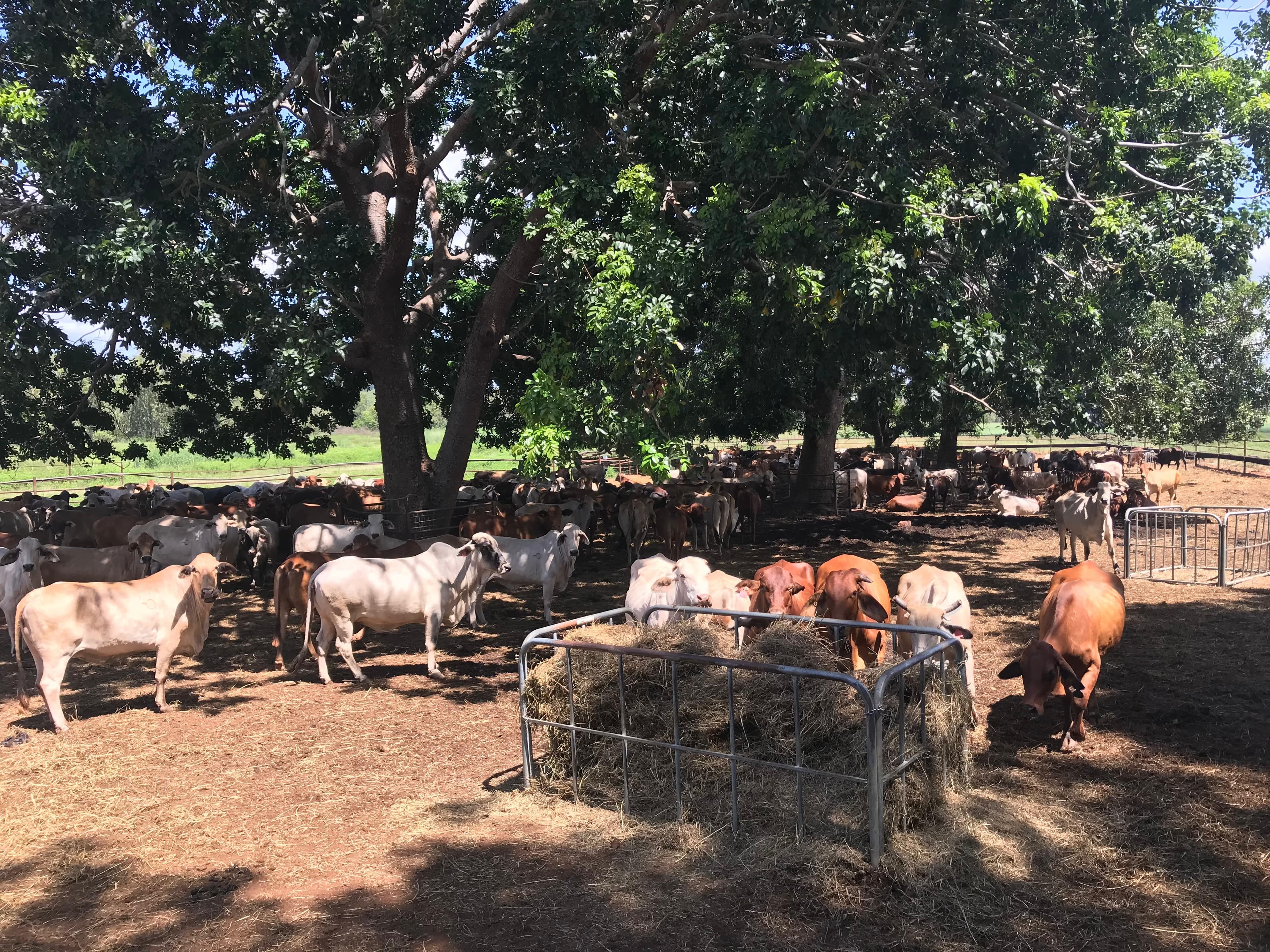 Feeder Cattle photo 2