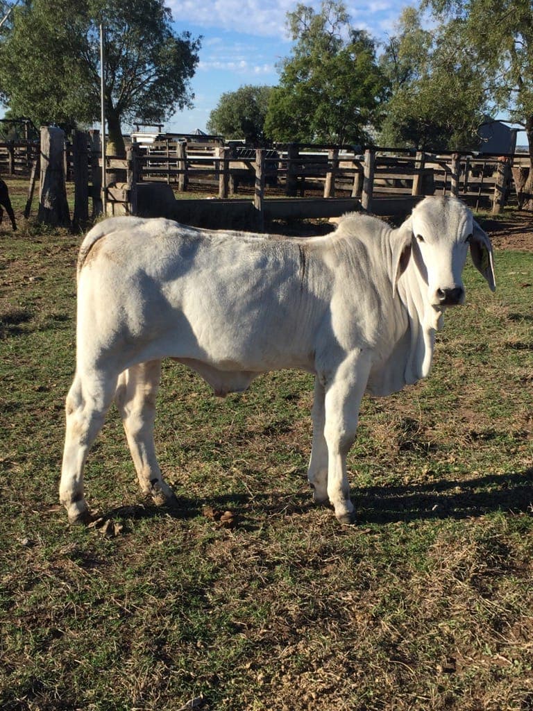Feeder Cattle photo 3