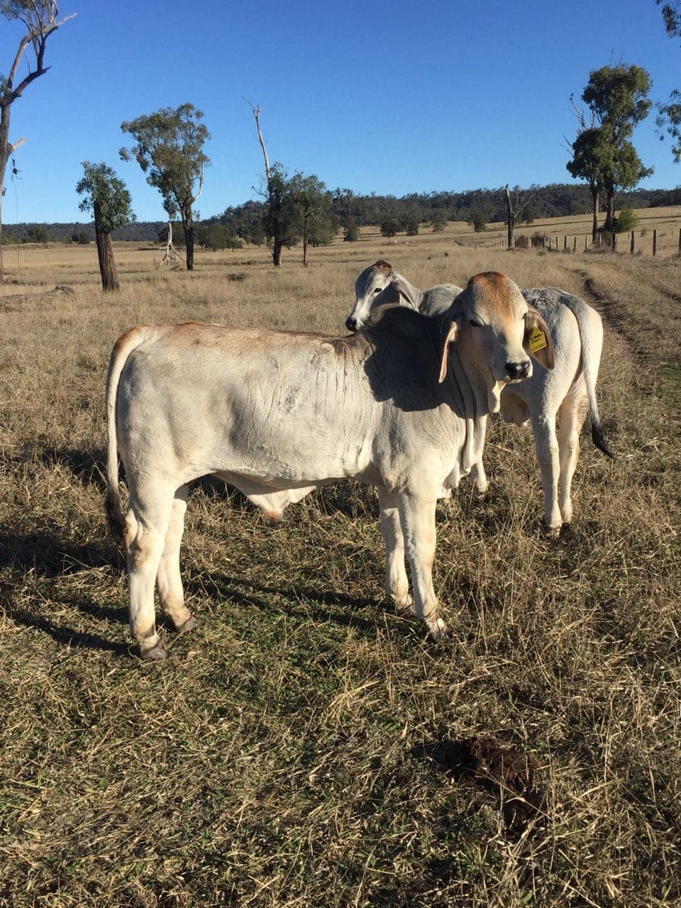 Feeder Cattle photo 5
