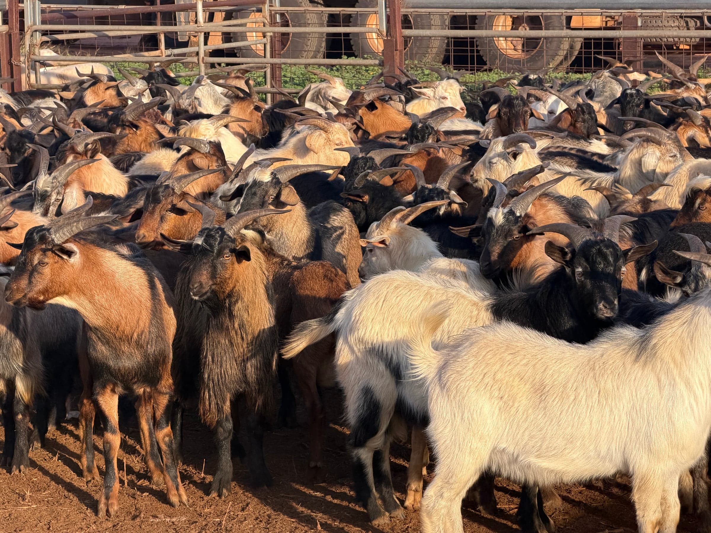 Goats