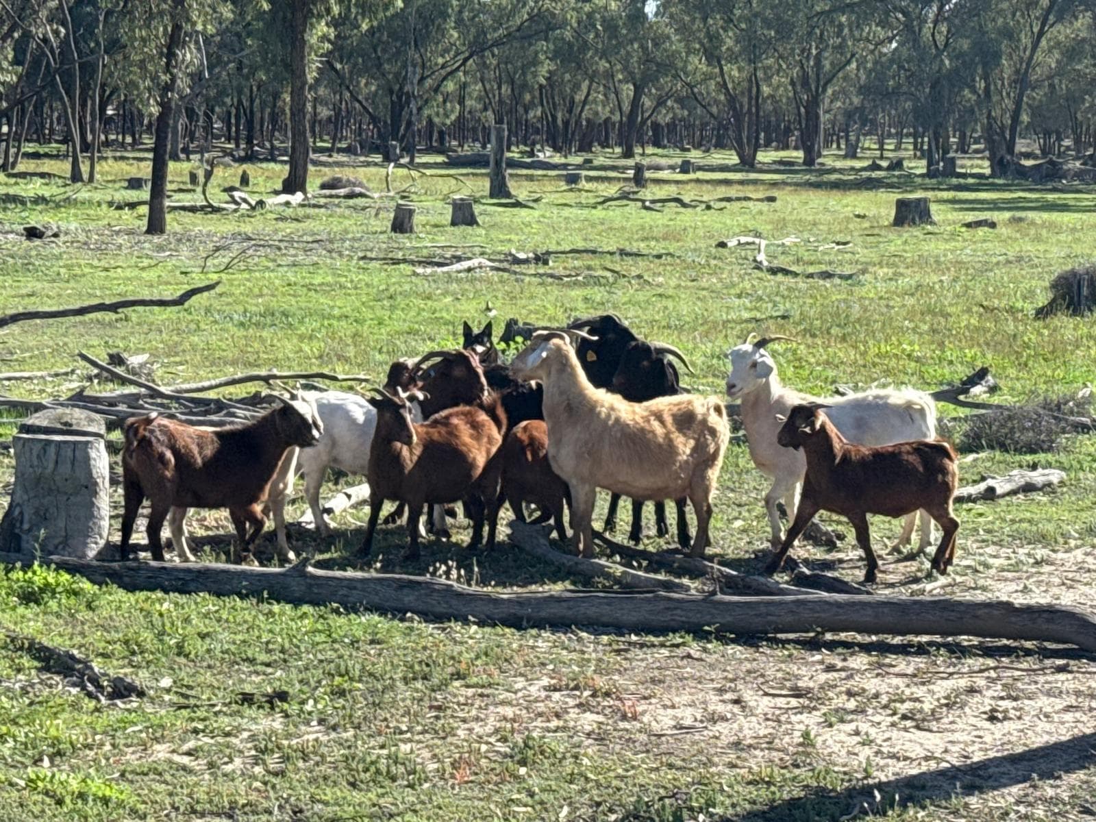 Goats photo 3