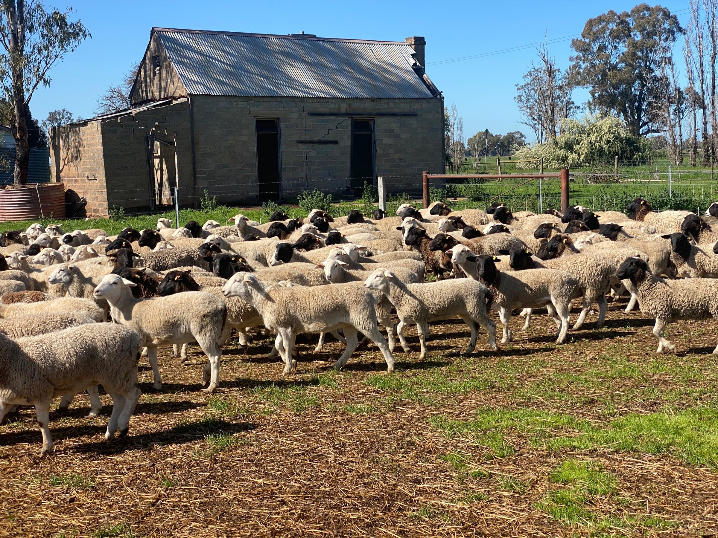 Low-stress handling in the yards