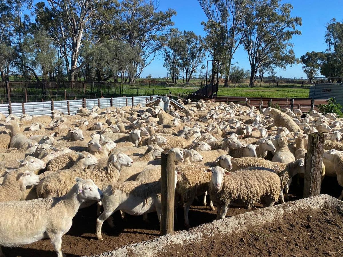 Sheep photo 9