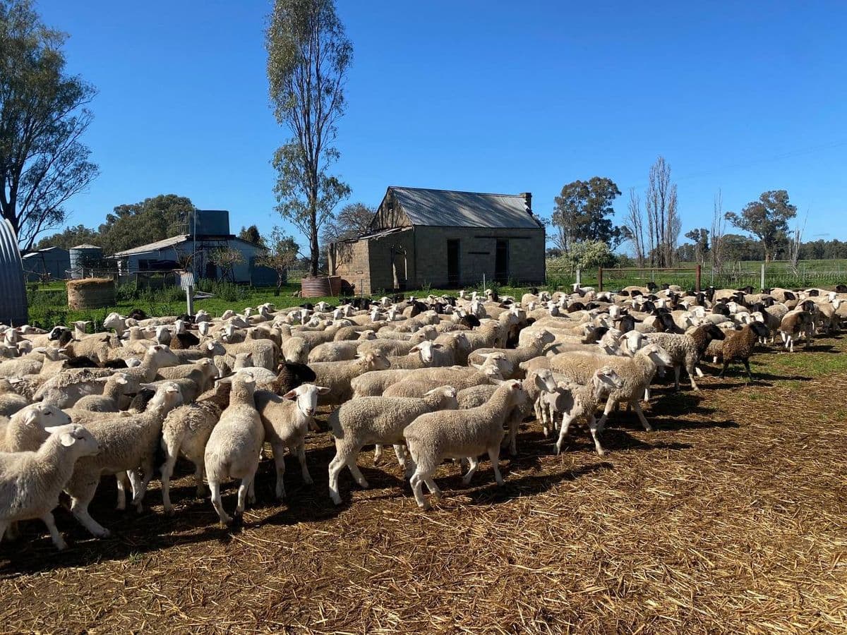 Sheep photo 13
