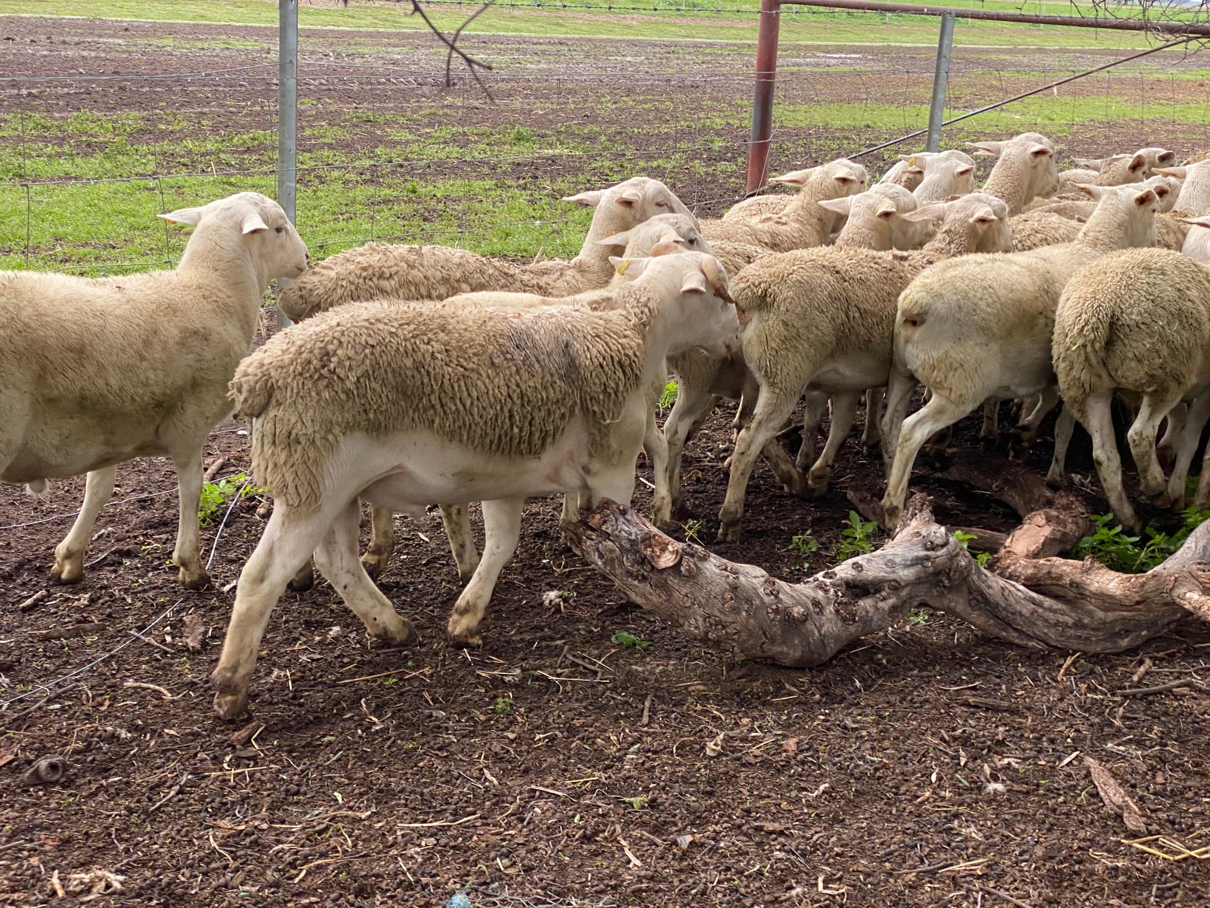 Sheep photo 2