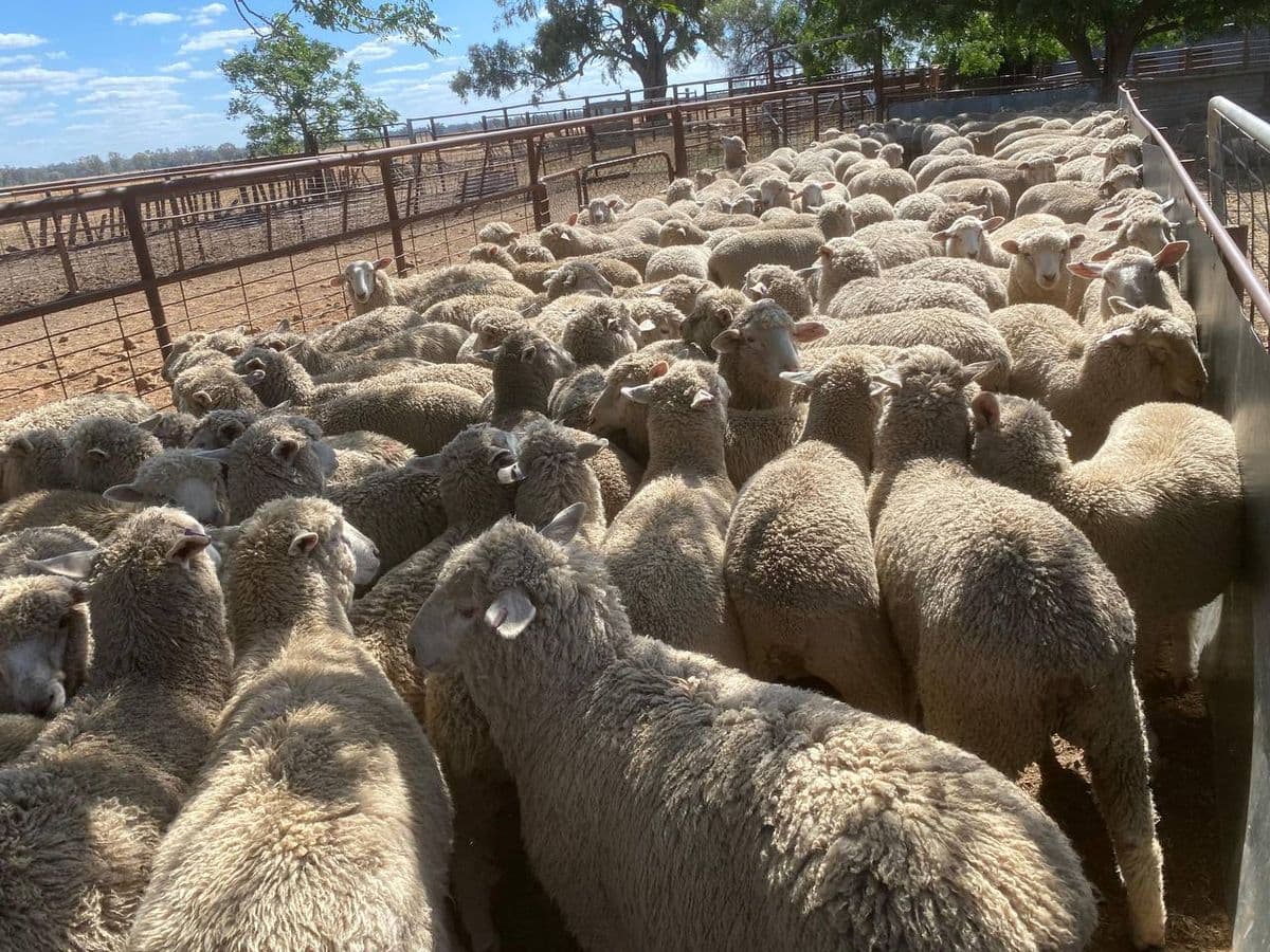 Sheep photo 5