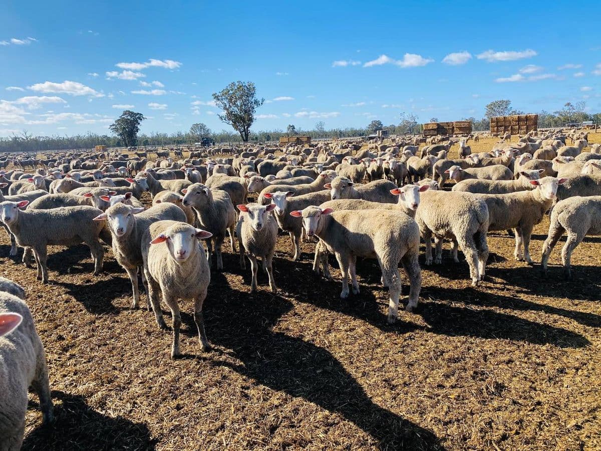 Sheep photo 6